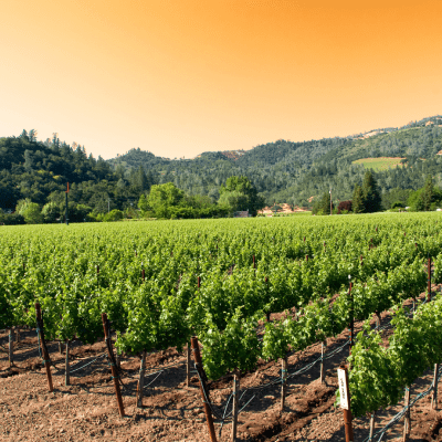 VINEYARD TOURS